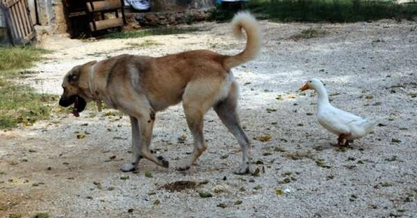 ÖRDEK İLE KÖPEĞİN ŞAŞIRTAN DOSTLUĞU