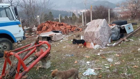 Köpekleri kaderlerine terk ettiler