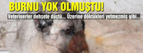 Vahşet demek az kalır! Köpeğe kezzaplı işkence