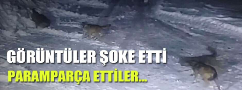 Görüntüler şoke etti! Paramparça ettiler...