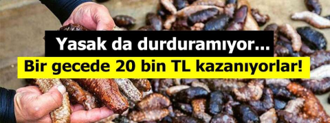 Bir gecede 20 bin TL kazanıyorlar!