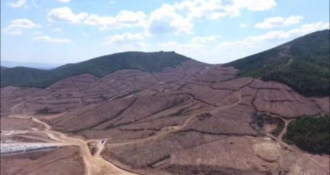 Altın madeni için 195 bin ağaç kesildi