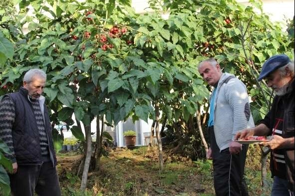 Almanya'da gördü Rize'ye getirdi!