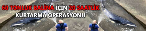 Çin’de 60 tonluk balina için 20 saatlik kurtarma operasyonu